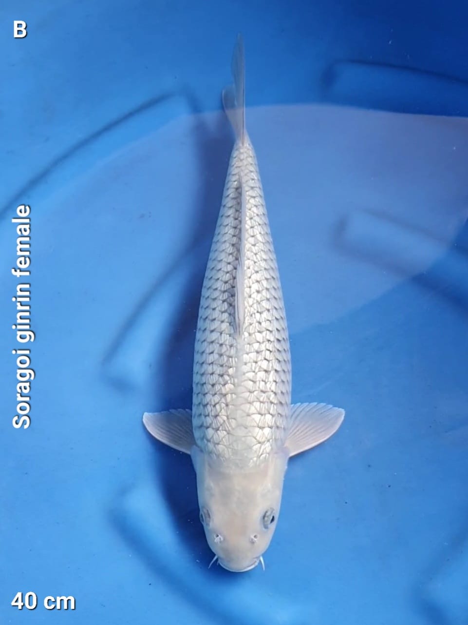 SORAGOI FULL GINRIN 40cm