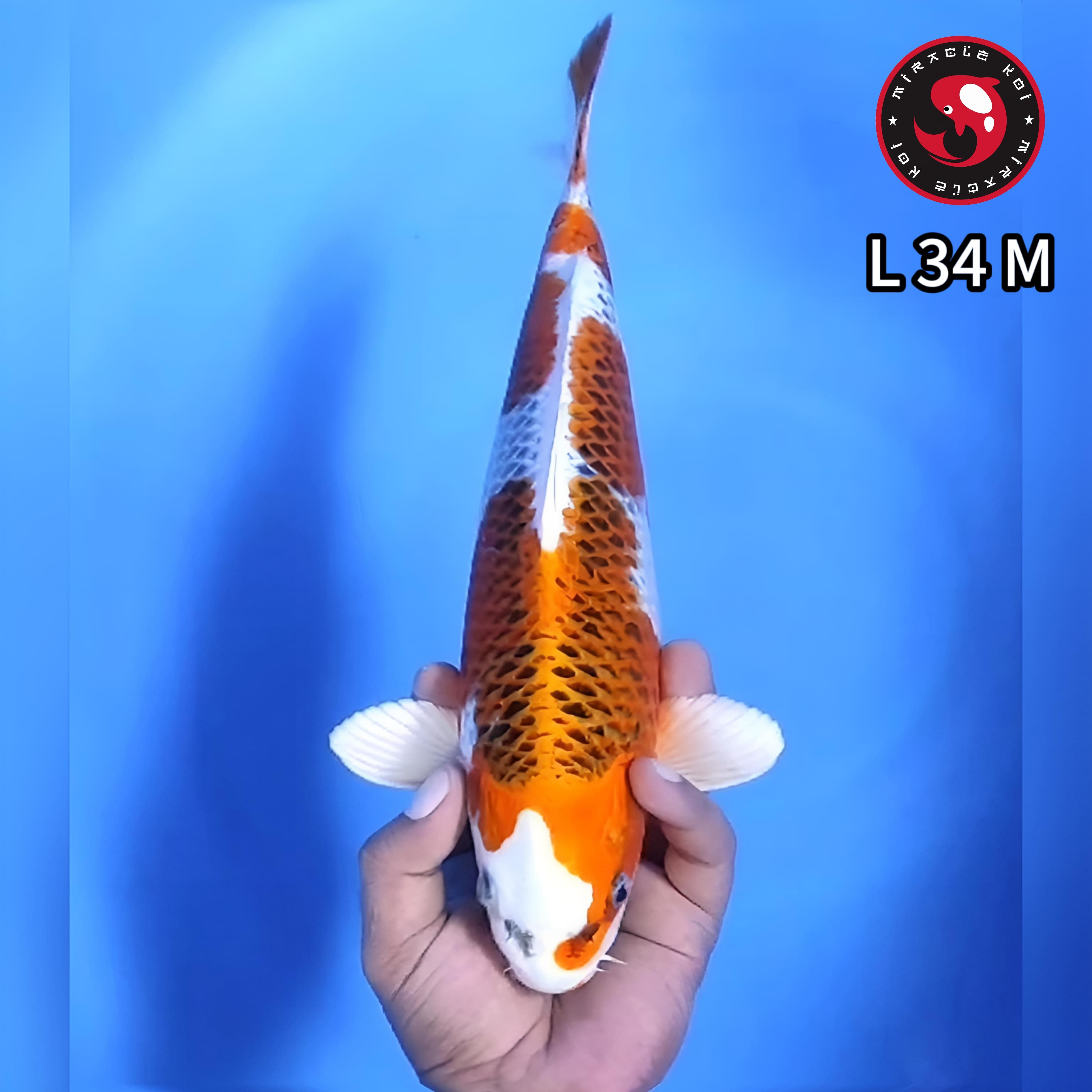 KUJAKU QUALITY 34cm