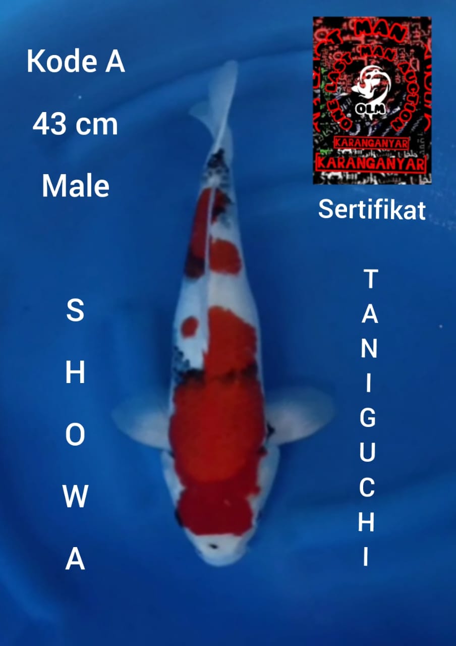 SHOWA SERTIFIKAT TANIGUCHI 43cm