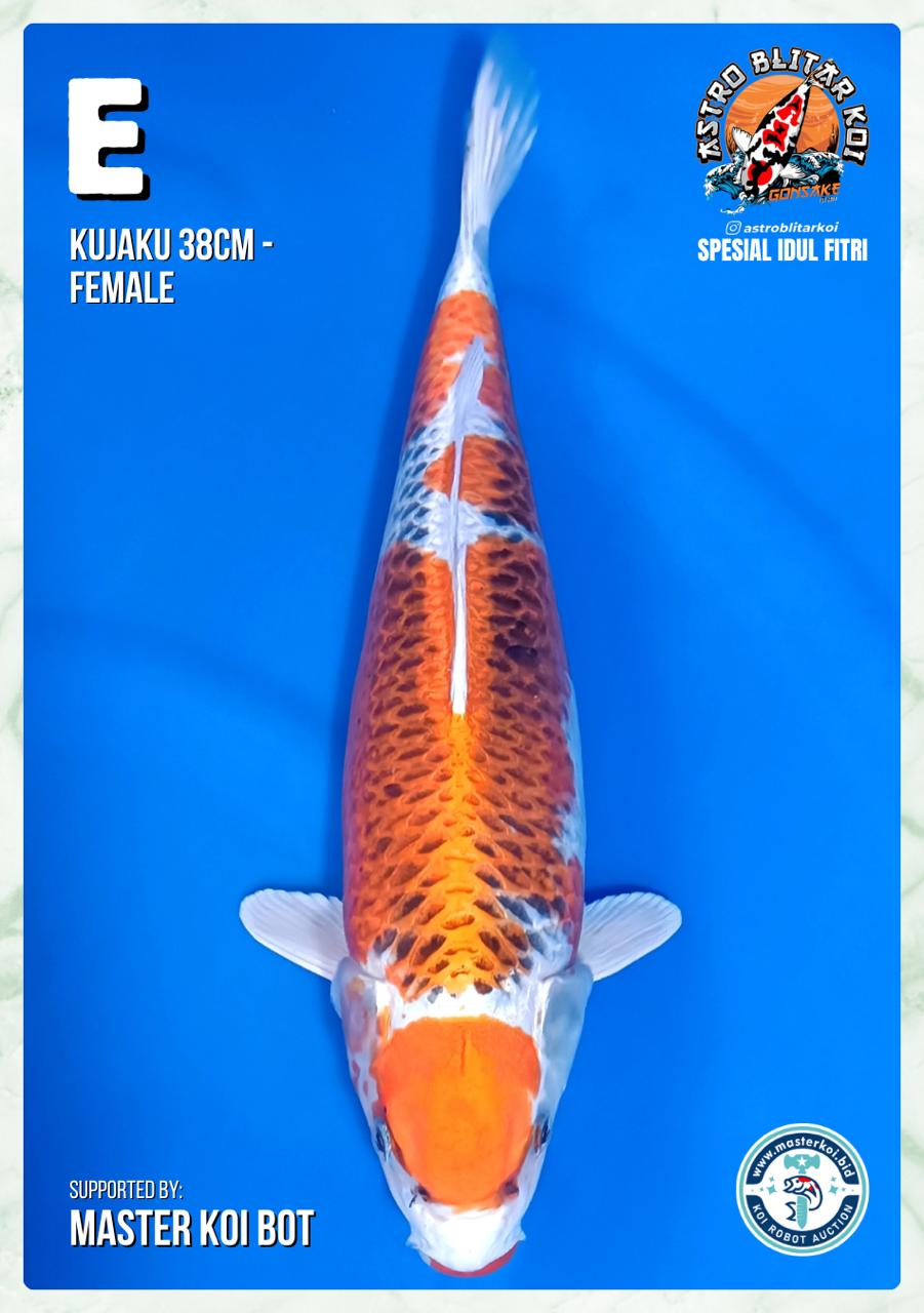 KUJAKU 38cm