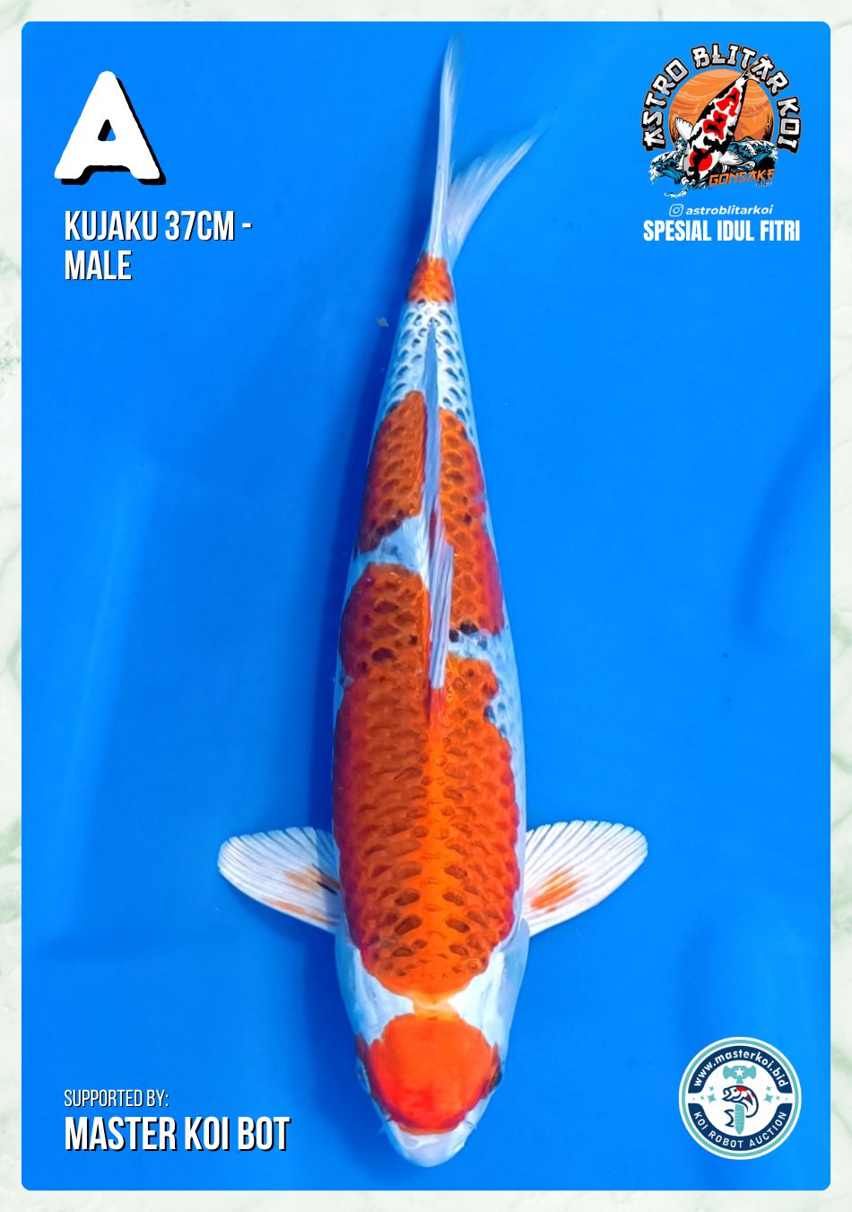 Lelang Koi Online, Jual Beli Ikan Koi, Pusat Jual Beli Koi, Info Lelang Koi Hari Ini, Platform Jual Beli Koi, Jual Beli Ikan Koi Online, Marketplace Ikan Koi, Jual Koi Terbaik, Tempat Beli Koi Berkualitas, Pasar Ikan Koi Online Terpercaya, Penjual Ikan Koi Terpercaya, Beli Koi Hias Online, Ikan Koi untuk Dijual, Koi Kualitas Terbaik, Toko Online Ikan Koi, Koi Hias Untuk Dijual, Jual Beli Ikan Koi Lokal, Koi Indonesia Online, Pusat Jual Beli Koi Terbesar