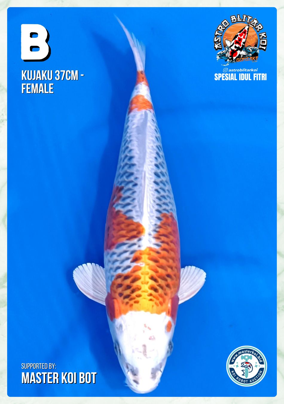 Lelang Koi Online, Jual Beli Ikan Koi, Pusat Jual Beli Koi, Info Lelang Koi Hari Ini, Platform Jual Beli Koi, Jual Beli Ikan Koi Online, Marketplace Ikan Koi, Jual Koi Terbaik, Tempat Beli Koi Berkualitas, Pasar Ikan Koi Online Terpercaya, Penjual Ikan Koi Terpercaya, Beli Koi Hias Online, Ikan Koi untuk Dijual, Koi Kualitas Terbaik, Toko Online Ikan Koi, Koi Hias Untuk Dijual, Jual Beli Ikan Koi Lokal, Koi Indonesia Online, Pusat Jual Beli Koi Terbesar