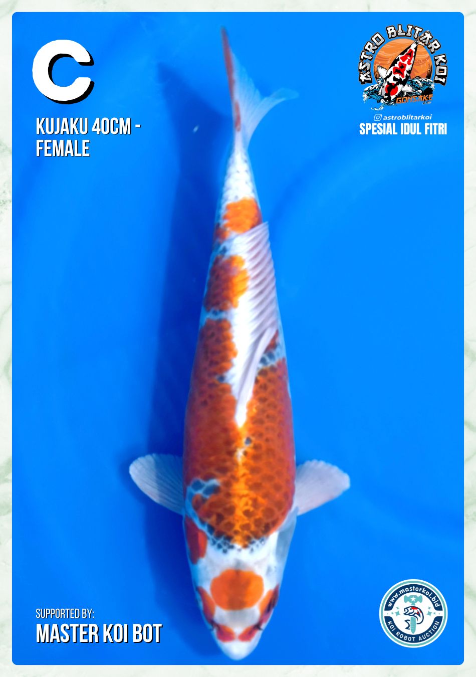 Lelang Koi Online, Jual Beli Ikan Koi, Pusat Jual Beli Koi, Info Lelang Koi Hari Ini, Platform Jual Beli Koi, Jual Beli Ikan Koi Online, Marketplace Ikan Koi, Jual Koi Terbaik, Tempat Beli Koi Berkualitas, Pasar Ikan Koi Online Terpercaya, Penjual Ikan Koi Terpercaya, Beli Koi Hias Online, Ikan Koi untuk Dijual, Koi Kualitas Terbaik, Toko Online Ikan Koi, Koi Hias Untuk Dijual, Jual Beli Ikan Koi Lokal, Koi Indonesia Online, Pusat Jual Beli Koi Terbesar