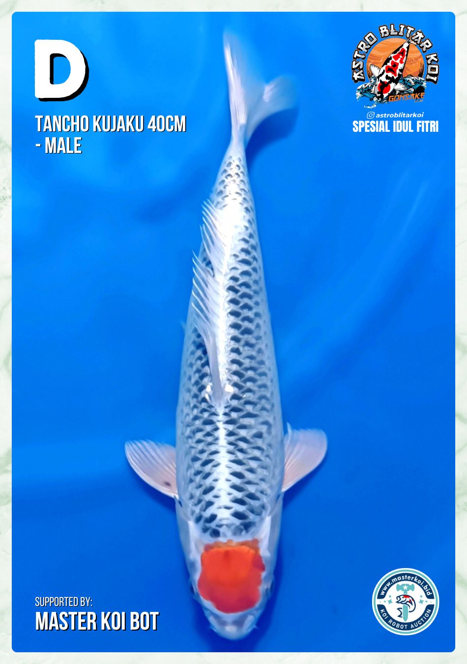 Lelang Koi Online, Jual Beli Ikan Koi, Pusat Jual Beli Koi, Info Lelang Koi Hari Ini, Platform Jual Beli Koi, Jual Beli Ikan Koi Online, Marketplace Ikan Koi, Jual Koi Terbaik, Tempat Beli Koi Berkualitas, Pasar Ikan Koi Online Terpercaya, Penjual Ikan Koi Terpercaya, Beli Koi Hias Online, Ikan Koi untuk Dijual, Koi Kualitas Terbaik, Toko Online Ikan Koi, Koi Hias Untuk Dijual, Jual Beli Ikan Koi Lokal, Koi Indonesia Online, Pusat Jual Beli Koi Terbesar