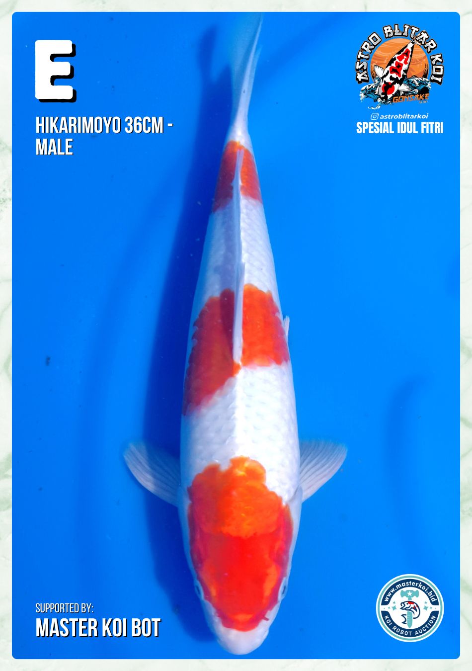 Lelang Koi Online, Jual Beli Ikan Koi, Pusat Jual Beli Koi, Info Lelang Koi Hari Ini, Platform Jual Beli Koi, Jual Beli Ikan Koi Online, Marketplace Ikan Koi, Jual Koi Terbaik, Tempat Beli Koi Berkualitas, Pasar Ikan Koi Online Terpercaya, Penjual Ikan Koi Terpercaya, Beli Koi Hias Online, Ikan Koi untuk Dijual, Koi Kualitas Terbaik, Toko Online Ikan Koi, Koi Hias Untuk Dijual, Jual Beli Ikan Koi Lokal, Koi Indonesia Online, Pusat Jual Beli Koi Terbesar