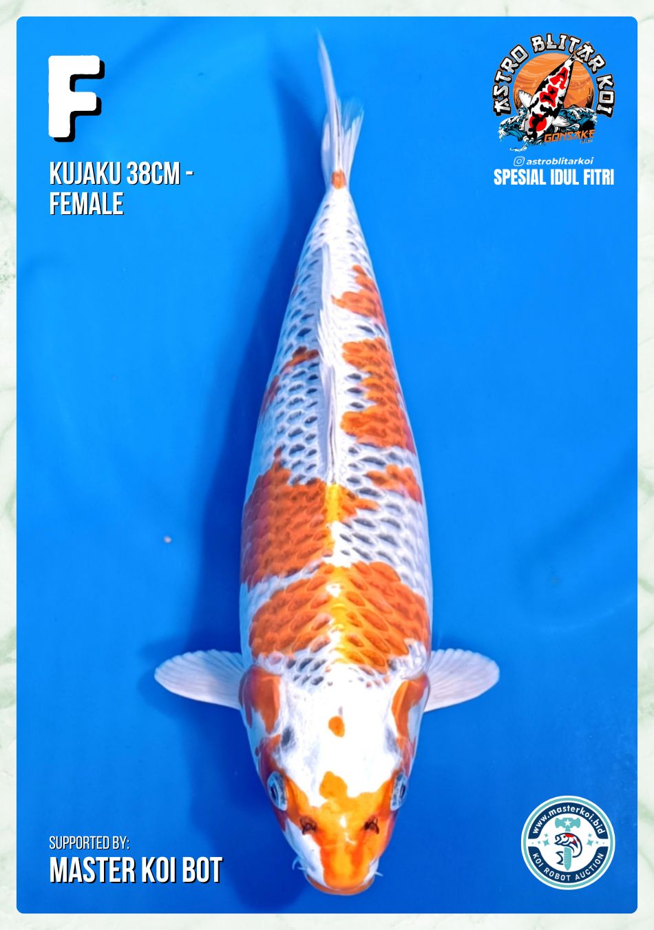 Lelang Koi Online, Jual Beli Ikan Koi, Pusat Jual Beli Koi, Info Lelang Koi Hari Ini, Platform Jual Beli Koi, Jual Beli Ikan Koi Online, Marketplace Ikan Koi, Jual Koi Terbaik, Tempat Beli Koi Berkualitas, Pasar Ikan Koi Online Terpercaya, Penjual Ikan Koi Terpercaya, Beli Koi Hias Online, Ikan Koi untuk Dijual, Koi Kualitas Terbaik, Toko Online Ikan Koi, Koi Hias Untuk Dijual, Jual Beli Ikan Koi Lokal, Koi Indonesia Online, Pusat Jual Beli Koi Terbesar