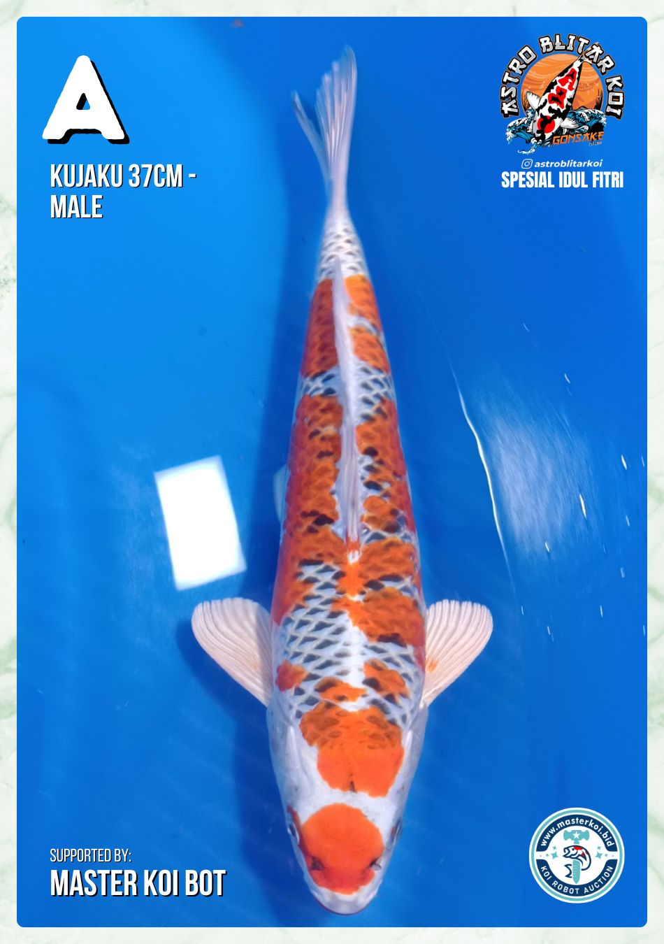KUJAKU 37cm