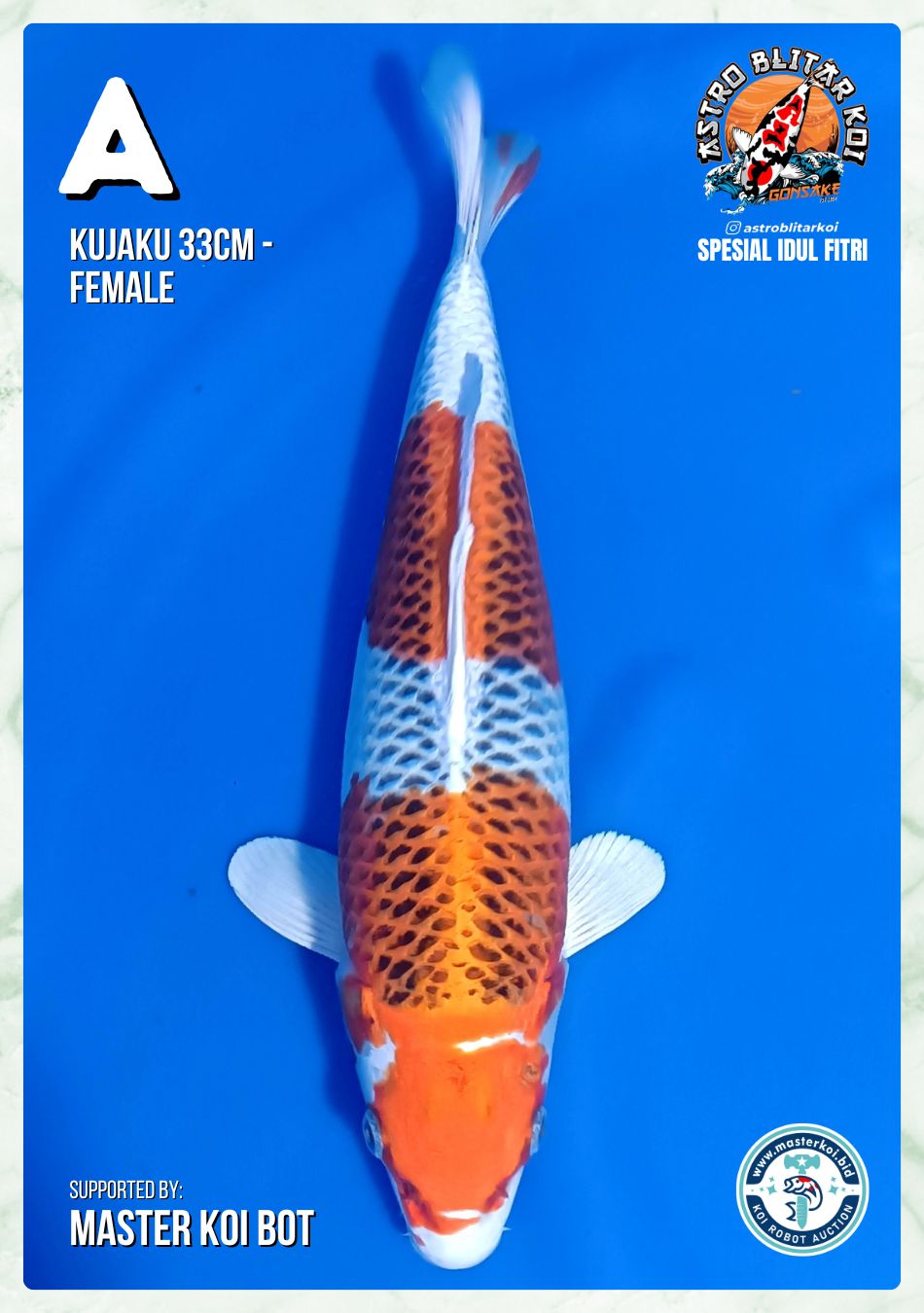 KUJAKU 33cm