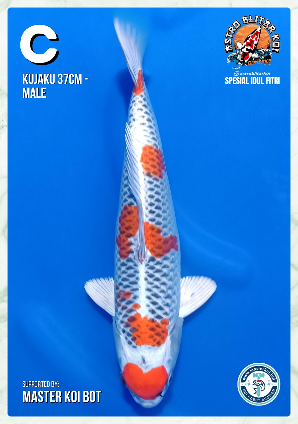 KUJAKU 37cm