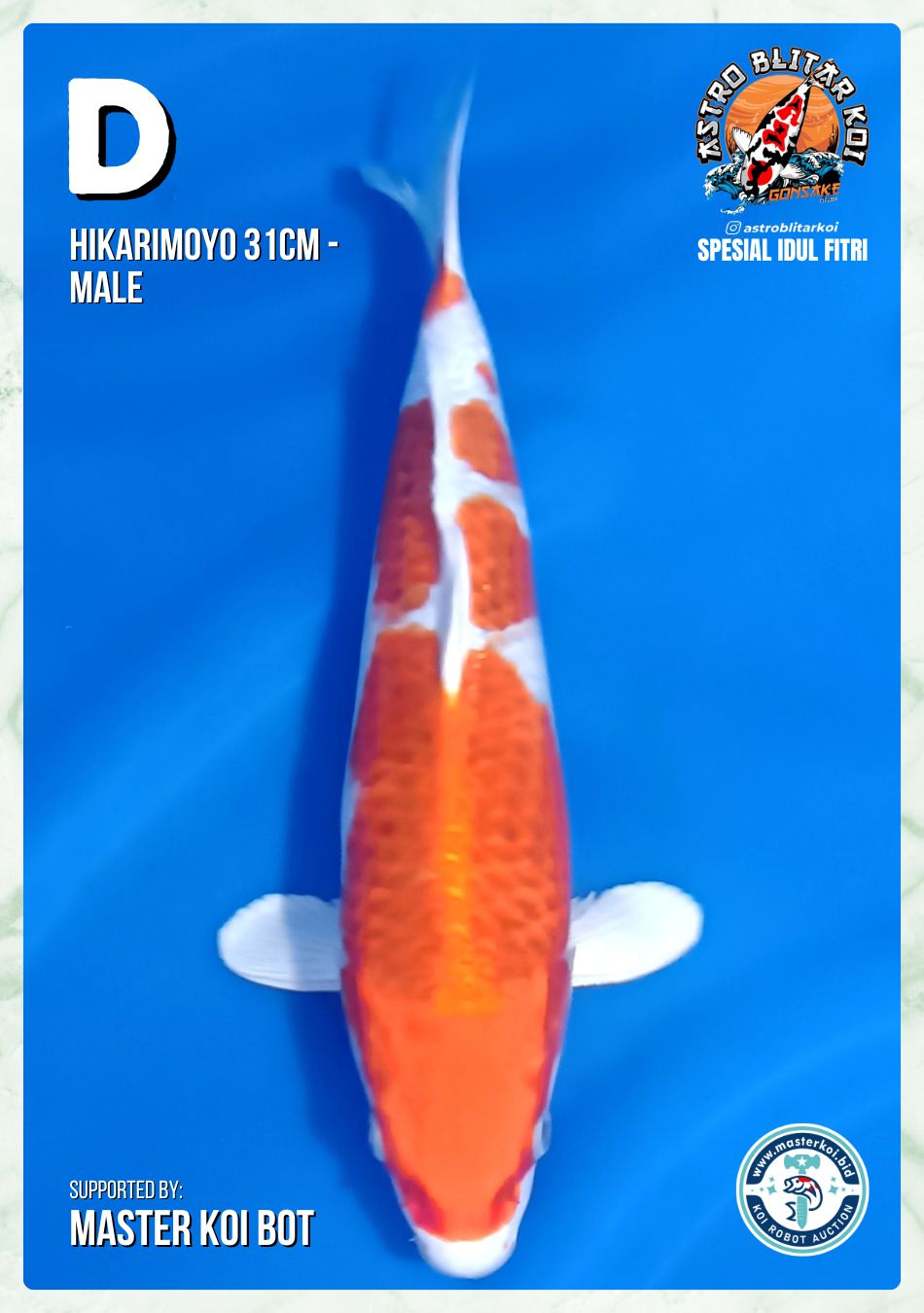 HIKARIMOYO 31cm