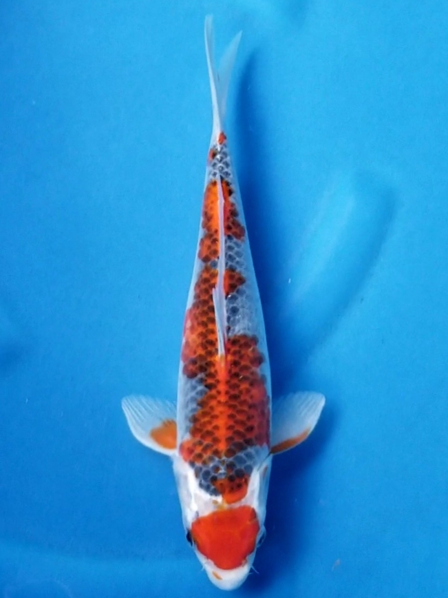 MARUTEN GOSHIKI 30cm