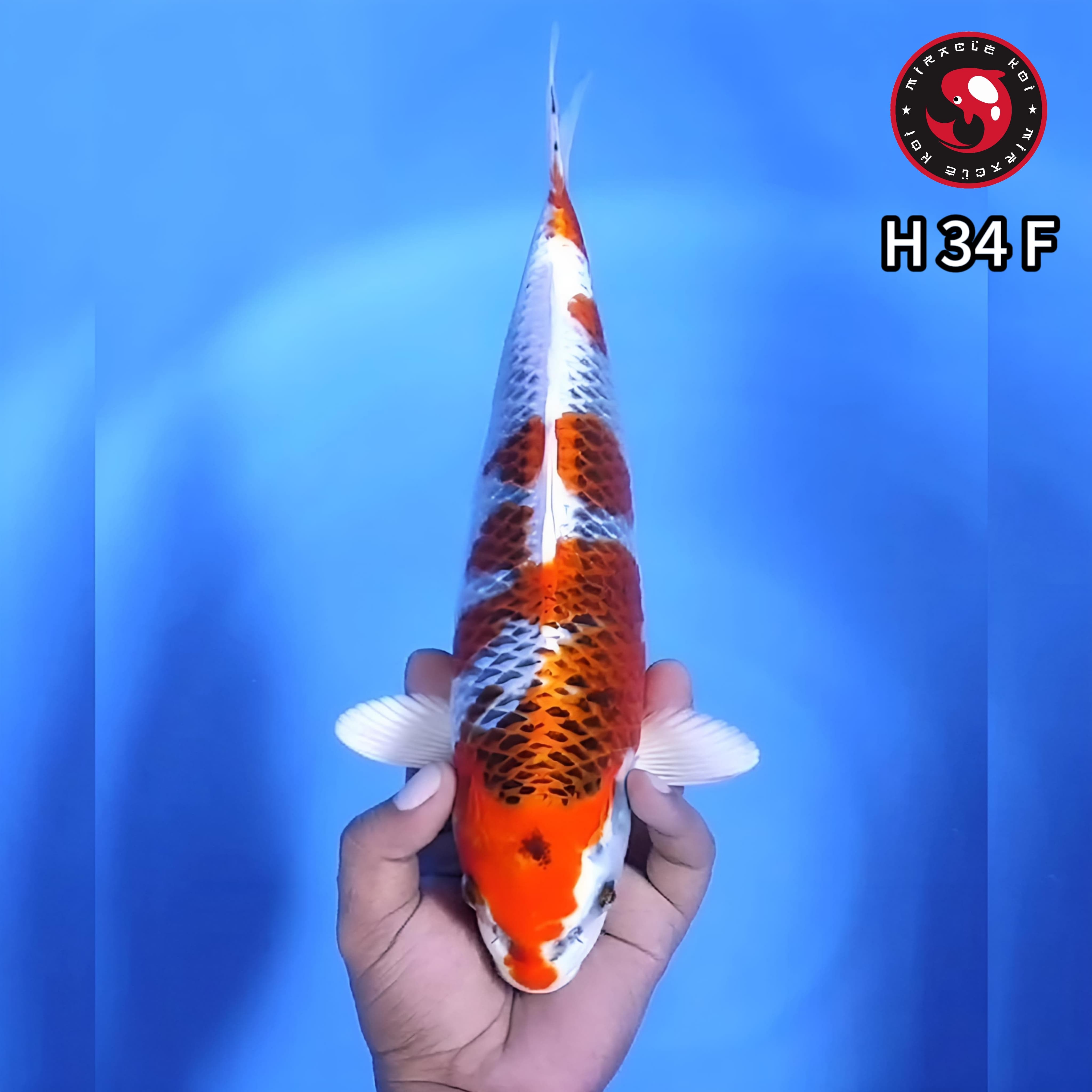 KUJAKU QUALITY 34cm