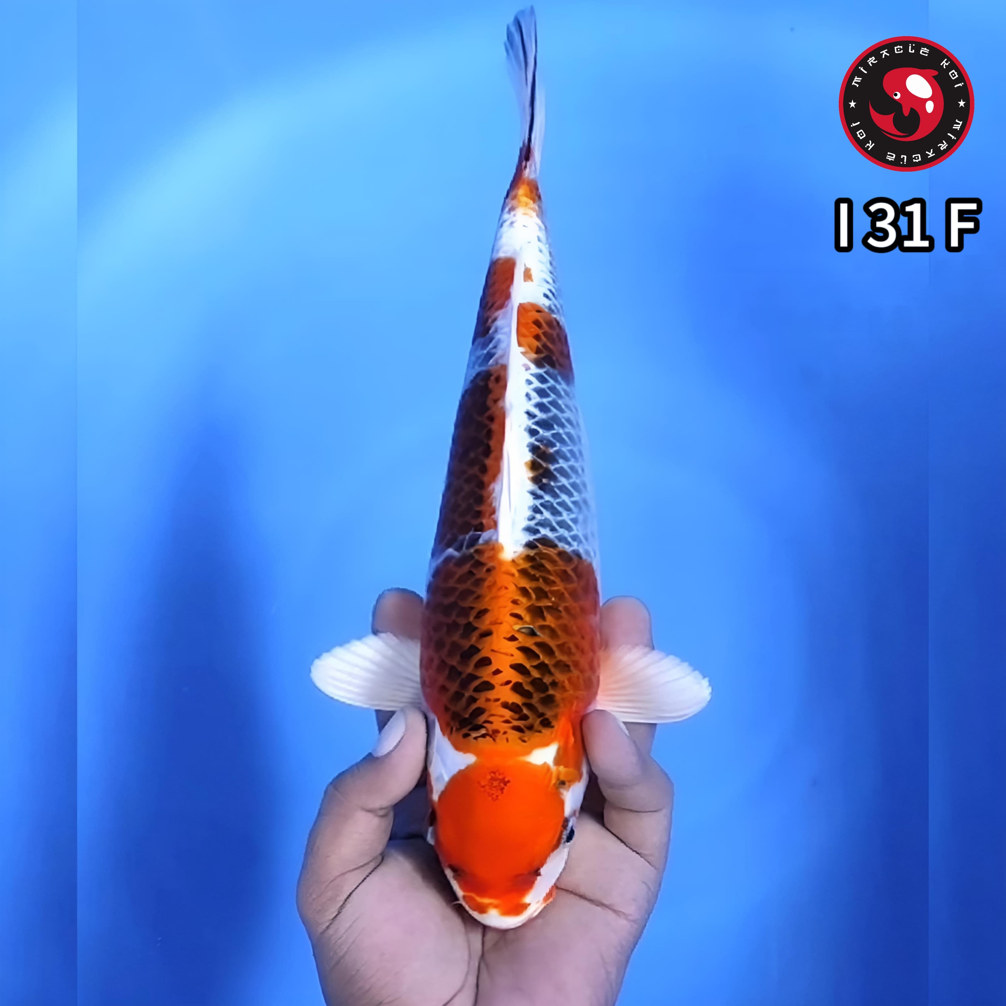 KUJAKU BAHAN MARUTEN 31cm