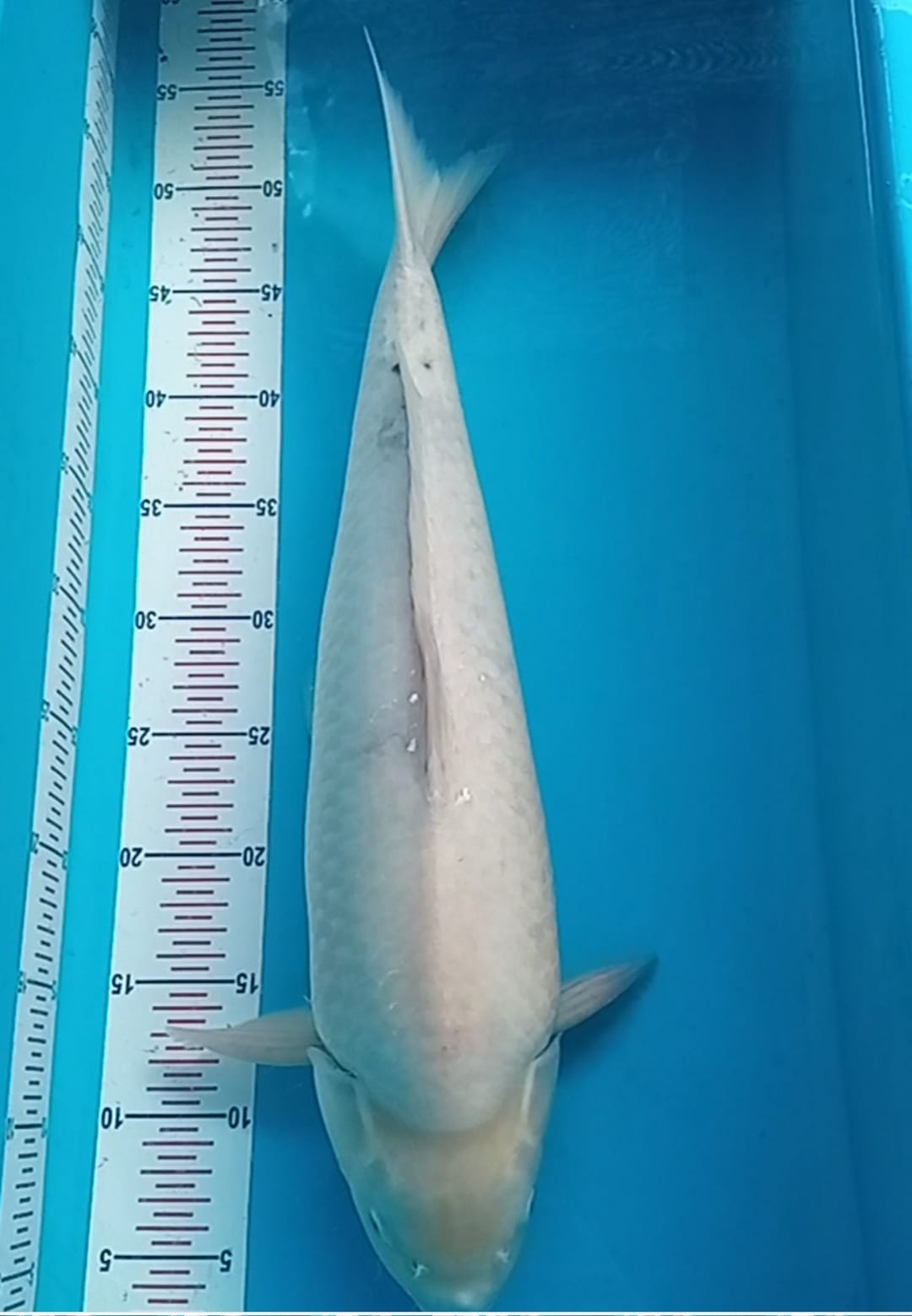 SHIROMUJI50cm