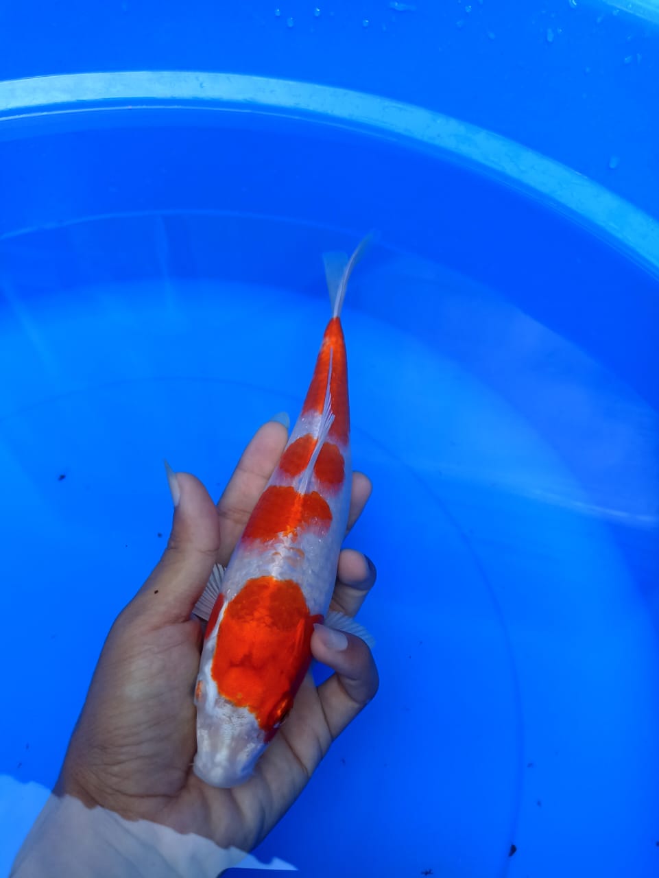 Lelang Koi Online, Jual Beli Ikan Koi, Pusat Jual Beli Koi, Info Lelang Koi Hari Ini, Platform Jual Beli Koi, Jual Beli Ikan Koi Online, Marketplace Ikan Koi, Jual Koi Terbaik, Tempat Beli Koi Berkualitas, Pasar Ikan Koi Online Terpercaya, Penjual Ikan Koi Terpercaya, Beli Koi Hias Online, Ikan Koi untuk Dijual, Koi Kualitas Terbaik, Toko Online Ikan Koi, Koi Hias Untuk Dijual, Jual Beli Ikan Koi Lokal, Koi Indonesia Online, Pusat Jual Beli Koi Terbesar
