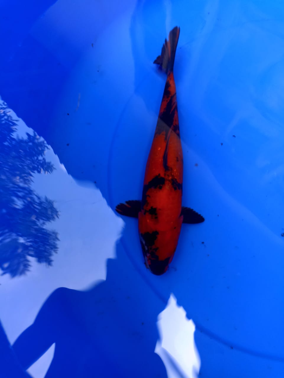 Lelang Koi Online, Jual Beli Ikan Koi, Pusat Jual Beli Koi, Info Lelang Koi Hari Ini, Platform Jual Beli Koi, Jual Beli Ikan Koi Online, Marketplace Ikan Koi, Jual Koi Terbaik, Tempat Beli Koi Berkualitas, Pasar Ikan Koi Online Terpercaya, Penjual Ikan Koi Terpercaya, Beli Koi Hias Online, Ikan Koi untuk Dijual, Koi Kualitas Terbaik, Toko Online Ikan Koi, Koi Hias Untuk Dijual, Jual Beli Ikan Koi Lokal, Koi Indonesia Online, Pusat Jual Beli Koi Terbesar