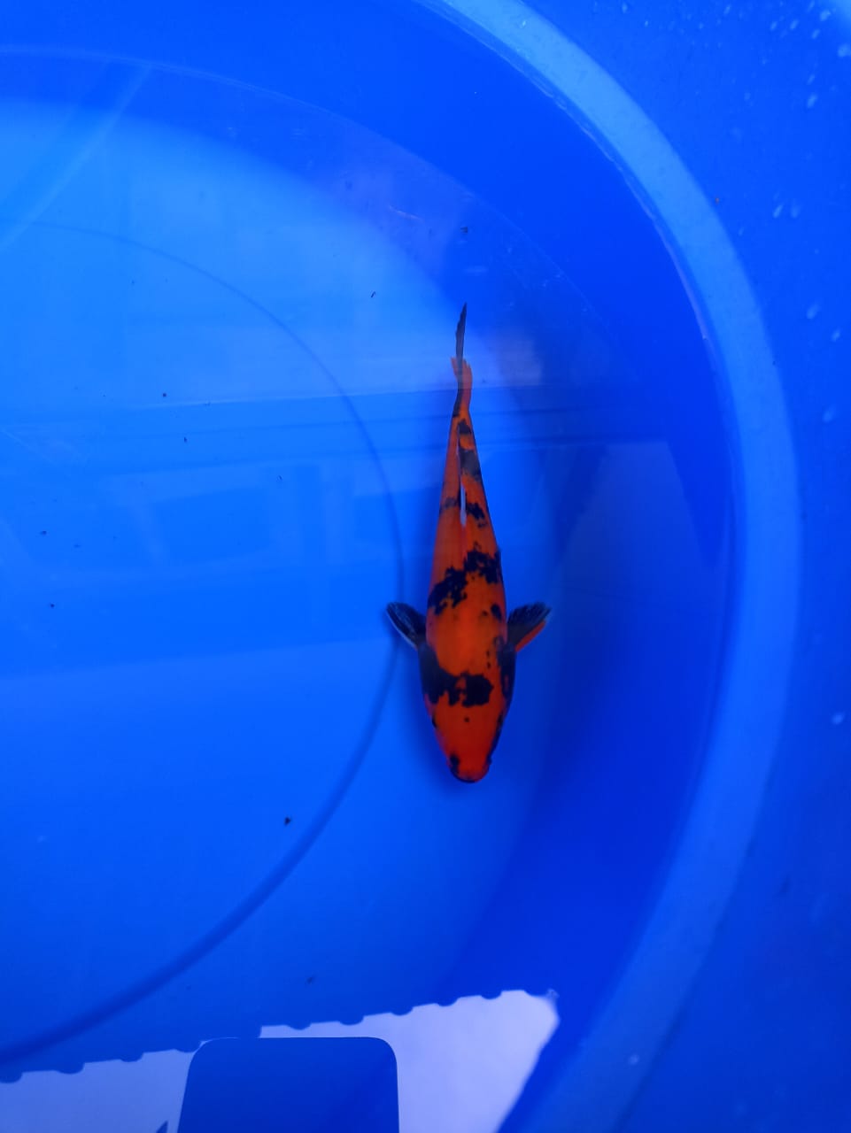 Lelang Koi Online, Jual Beli Ikan Koi, Pusat Jual Beli Koi, Info Lelang Koi Hari Ini, Platform Jual Beli Koi, Jual Beli Ikan Koi Online, Marketplace Ikan Koi, Jual Koi Terbaik, Tempat Beli Koi Berkualitas, Pasar Ikan Koi Online Terpercaya, Penjual Ikan Koi Terpercaya, Beli Koi Hias Online, Ikan Koi untuk Dijual, Koi Kualitas Terbaik, Toko Online Ikan Koi, Koi Hias Untuk Dijual, Jual Beli Ikan Koi Lokal, Koi Indonesia Online, Pusat Jual Beli Koi Terbesar