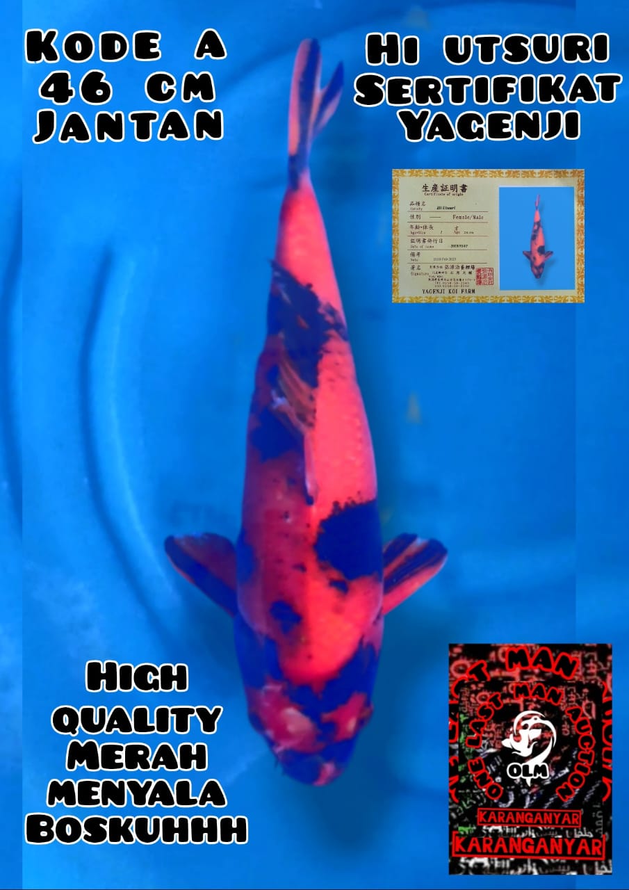 QUALITY HI UTSURI YAGENJI 46cm