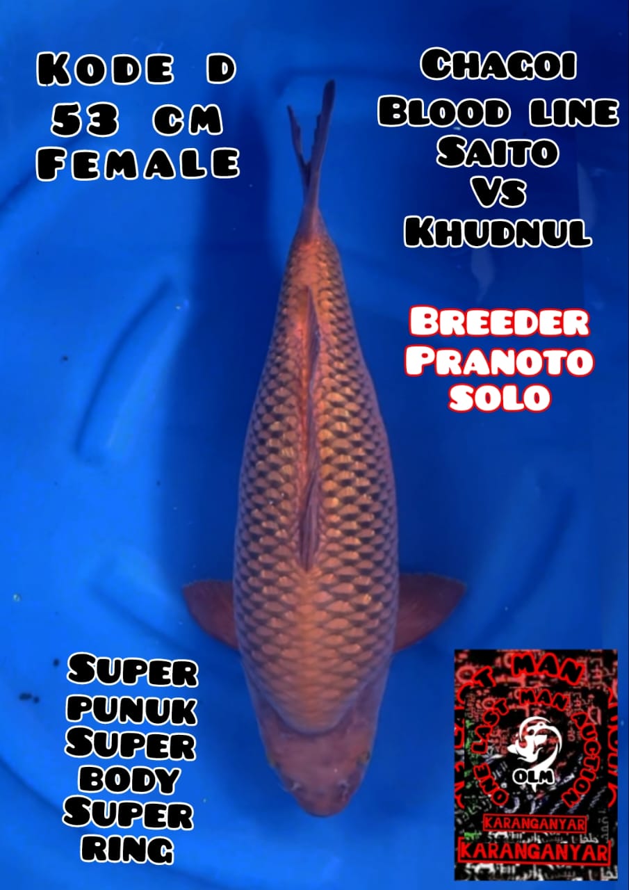 QUALITY CHAGOI SAITO VS KHUSNUL 53cm