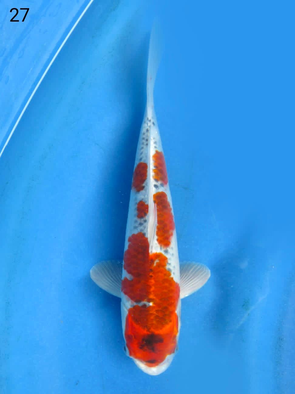 Lelang Koi Online, Jual Beli Ikan Koi, Pusat Jual Beli Koi, Info Lelang Koi Hari Ini, Platform Jual Beli Koi, Jual Beli Ikan Koi Online, Marketplace Ikan Koi, Jual Koi Terbaik, Tempat Beli Koi Berkualitas, Pasar Ikan Koi Online Terpercaya, Penjual Ikan Koi Terpercaya, Beli Koi Hias Online, Ikan Koi untuk Dijual, Koi Kualitas Terbaik, Toko Online Ikan Koi, Koi Hias Untuk Dijual, Jual Beli Ikan Koi Lokal, Koi Indonesia Online, Pusat Jual Beli Koi Terbesar