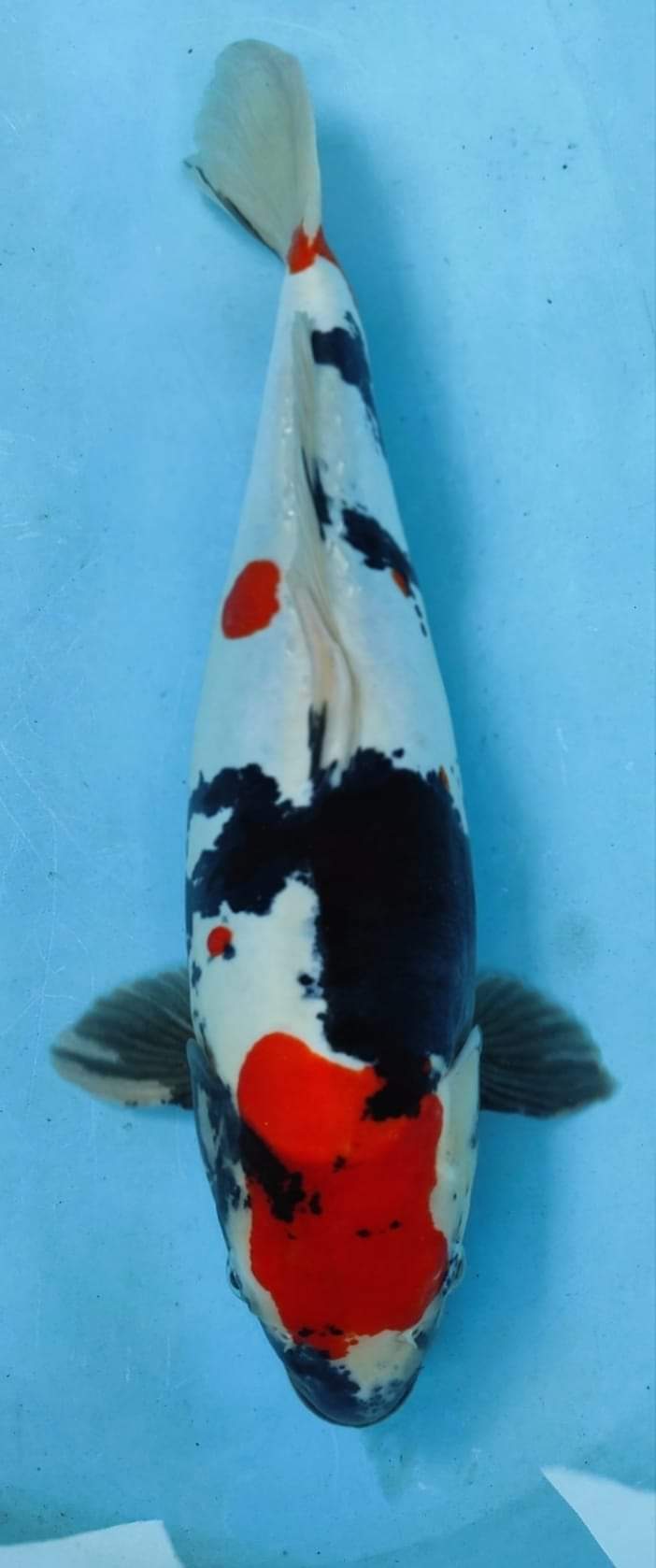 KINDAI SHOWA DOITSU 51cm