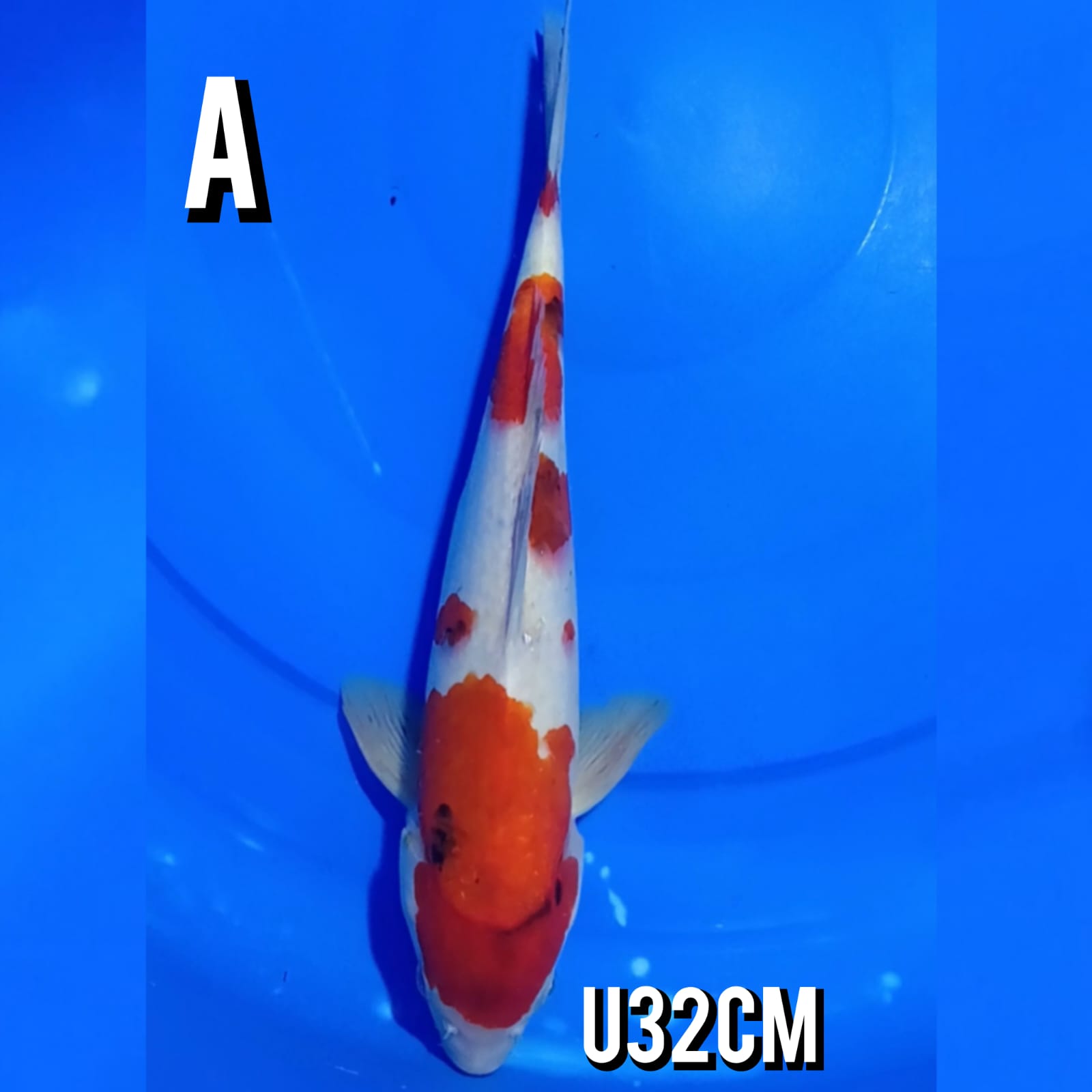 TATEGOI SHOWA 32cm