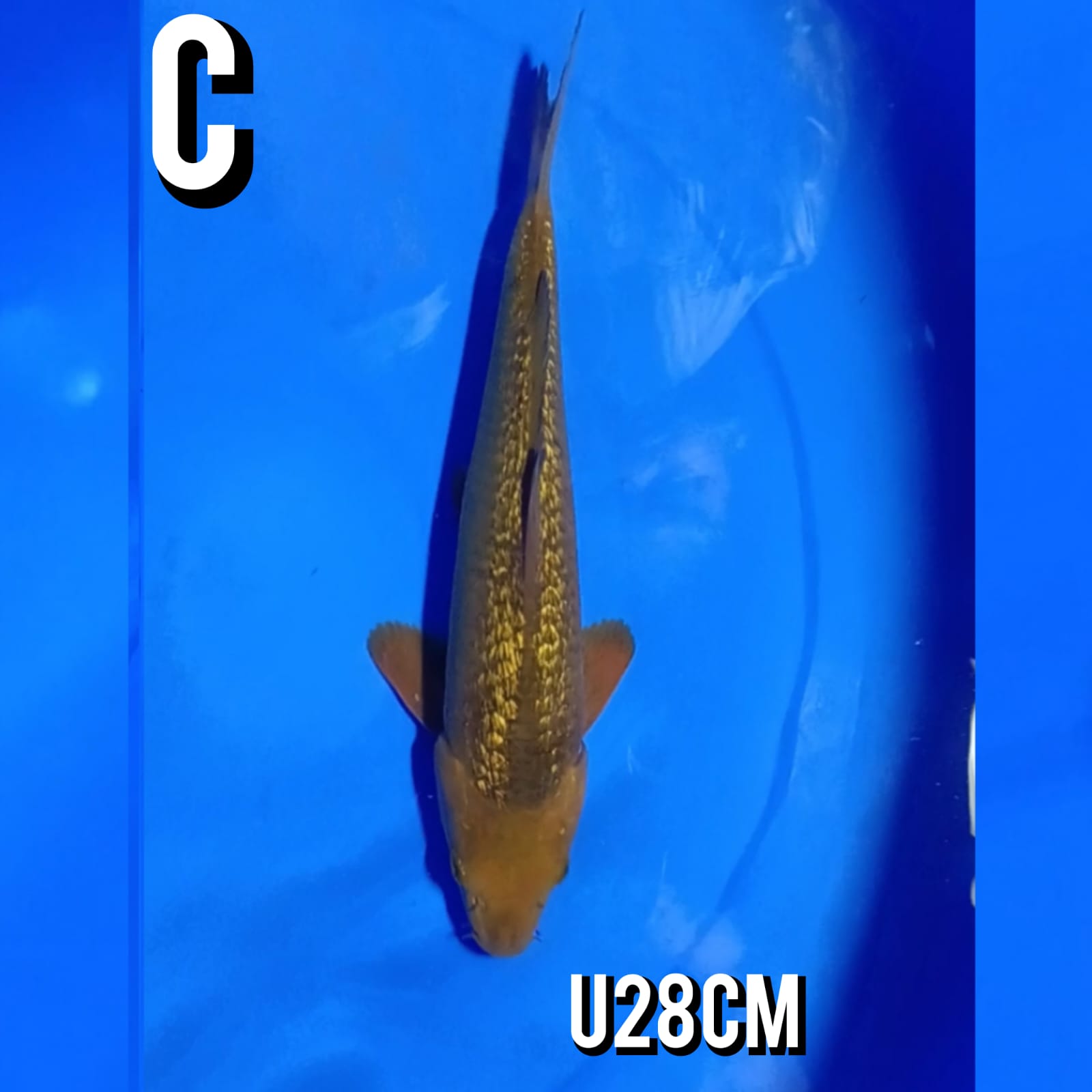 GINRIN CAGOI ANTIK 28cm
