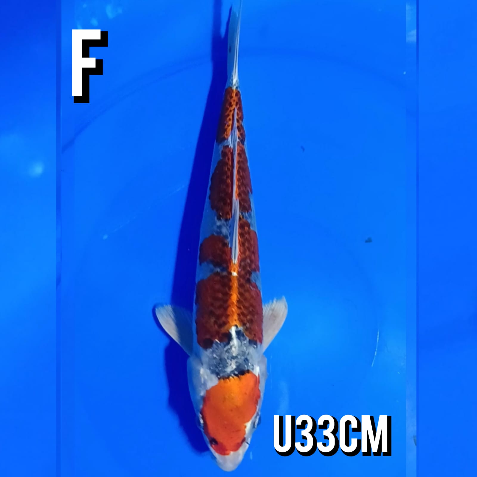 KUJAKU 33cm