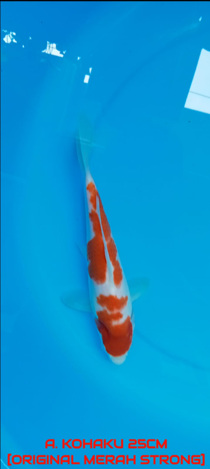 Lelang Koi Online, Jual Beli Ikan Koi, Pusat Jual Beli Koi, Info Lelang Koi Hari Ini, Platform Jual Beli Koi, Jual Beli Ikan Koi Online, Marketplace Ikan Koi, Jual Koi Terbaik, Tempat Beli Koi Berkualitas, Pasar Ikan Koi Online Terpercaya, Penjual Ikan Koi Terpercaya, Beli Koi Hias Online, Ikan Koi untuk Dijual, Koi Kualitas Terbaik, Toko Online Ikan Koi, Koi Hias Untuk Dijual, Jual Beli Ikan Koi Lokal, Koi Indonesia Online, Pusat Jual Beli Koi Terbesar