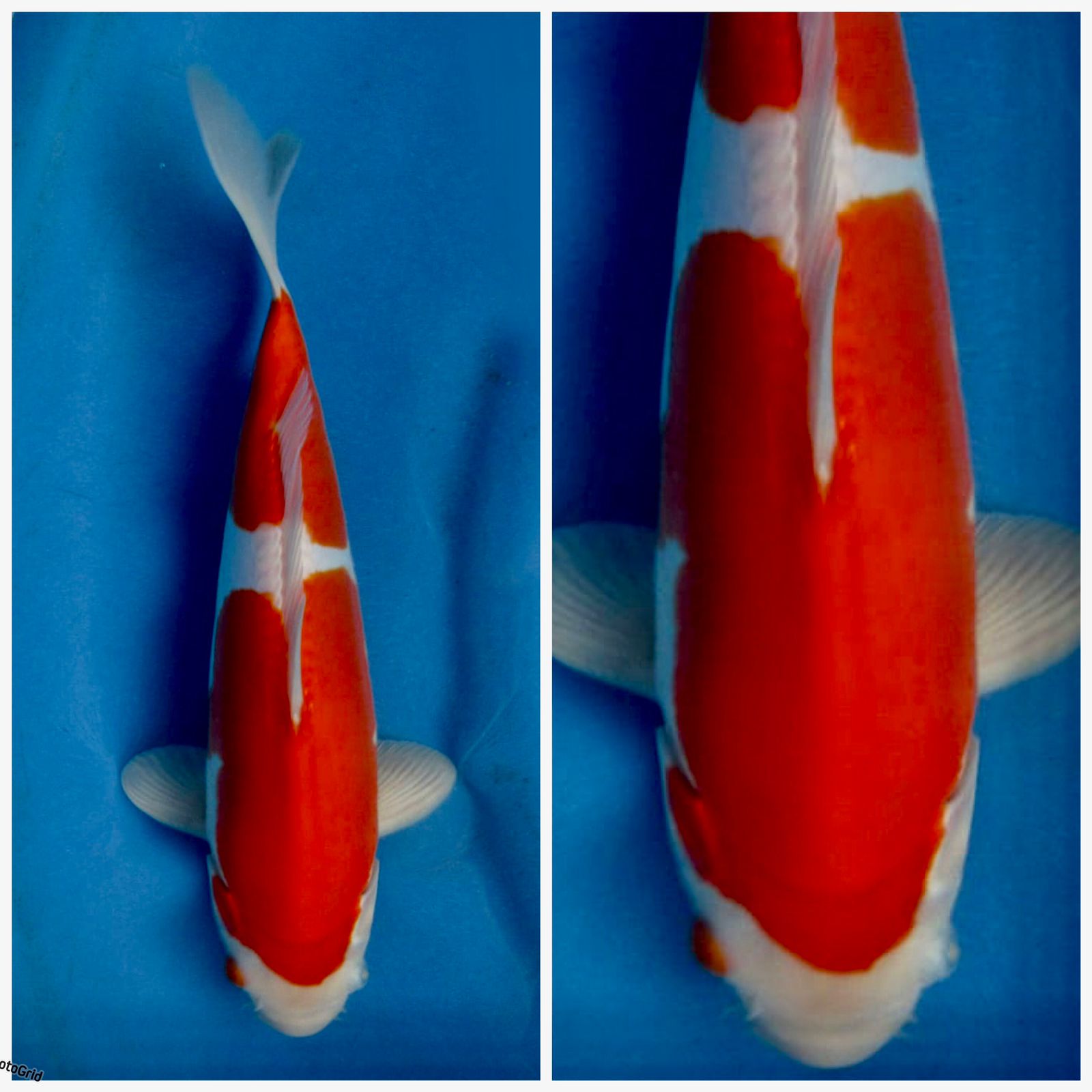 Ikan Koi PURE KOHAKU DOITSU MURNI GOOD SEKIN F1 SAKAI 30cm MALE, lelang koi PURE KOHAKU DOITSU MURNI GOOD SEKIN F1 SAKAI 30cm MALE, jual koi PURE KOHAKU DOITSU MURNI GOOD SEKIN F1 SAKAI 30cm MALE, beli koi PURE KOHAKU DOITSU MURNI GOOD SEKIN F1 SAKAI 30cm MALE, Lelang Koi Online, Jual Beli Ikan Koi, Pusat Jual Beli Koi, Info Lelang Koi Hari Ini, Platform Jual Beli Koi, Jual Beli Ikan Koi Online, Marketplace Ikan Koi, Jual Koi Terbaik, Tempat Beli Koi Berkualitas, Pasar Ikan Koi Online Terpercaya, Penjual Ikan Koi Terpercaya, Beli Koi Hias Online, Ikan Koi untuk Dijual, Koi Kualitas Terbaik, Toko Online Ikan Koi, Koi Hias Untuk Dijual, Jual Beli Ikan Koi Lokal, Koi Indonesia Online, Pusat Jual Beli Koi Terbesar