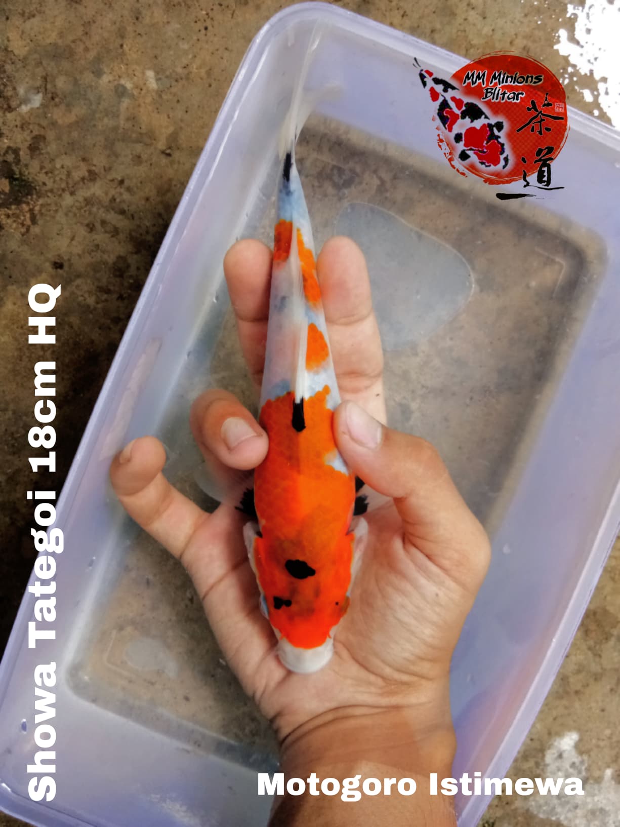 Lelang Koi Online, Jual Beli Ikan Koi, Pusat Jual Beli Koi, Info Lelang Koi Hari Ini, Platform Jual Beli Koi, Jual Beli Ikan Koi Online, Marketplace Ikan Koi, Jual Koi Terbaik, Tempat Beli Koi Berkualitas, Pasar Ikan Koi Online Terpercaya, Penjual Ikan Koi Terpercaya, Beli Koi Hias Online, Ikan Koi untuk Dijual, Koi Kualitas Terbaik, Toko Online Ikan Koi, Koi Hias Untuk Dijual, Jual Beli Ikan Koi Lokal, Koi Indonesia Online, Pusat Jual Beli Koi Terbesar