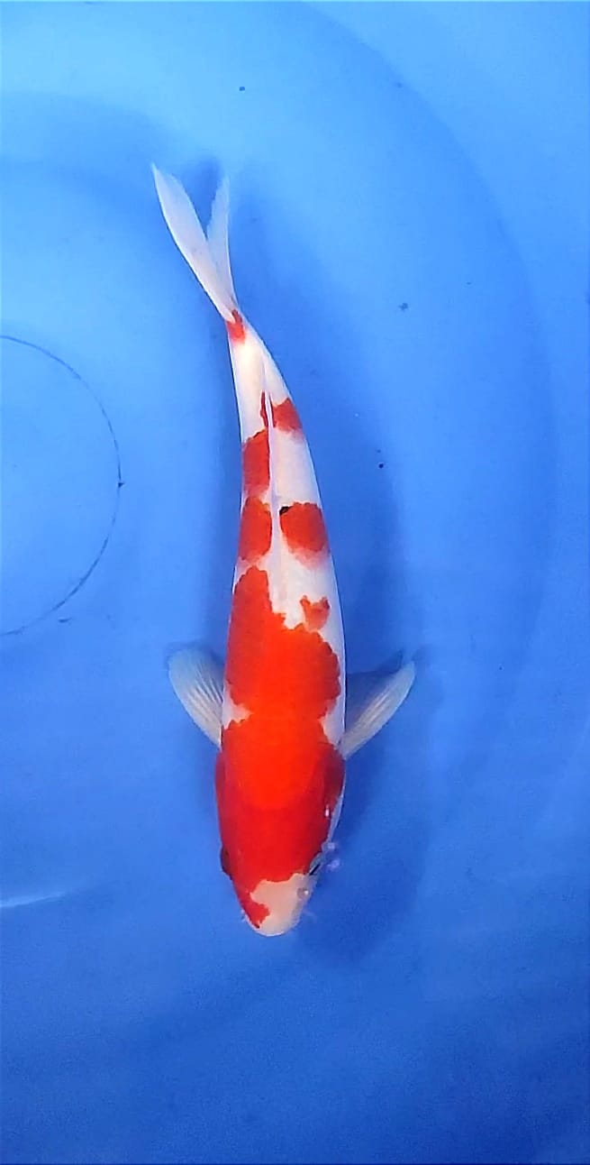 Lelang Koi Online, Jual Beli Ikan Koi, Pusat Jual Beli Koi, Info Lelang Koi Hari Ini, Platform Jual Beli Koi, Jual Beli Ikan Koi Online, Marketplace Ikan Koi, Jual Koi Terbaik, Tempat Beli Koi Berkualitas, Pasar Ikan Koi Online Terpercaya, Penjual Ikan Koi Terpercaya, Beli Koi Hias Online, Ikan Koi untuk Dijual, Koi Kualitas Terbaik, Toko Online Ikan Koi, Koi Hias Untuk Dijual, Jual Beli Ikan Koi Lokal, Koi Indonesia Online, Pusat Jual Beli Koi Terbesar