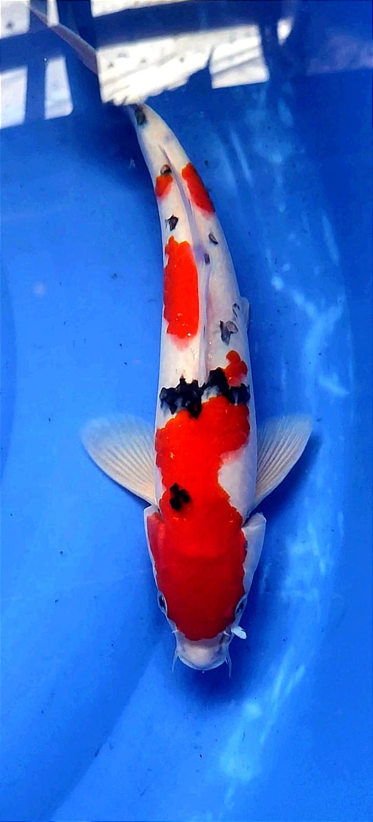 Lelang Koi Online, Jual Beli Ikan Koi, Pusat Jual Beli Koi, Info Lelang Koi Hari Ini, Platform Jual Beli Koi, Jual Beli Ikan Koi Online, Marketplace Ikan Koi, Jual Koi Terbaik, Tempat Beli Koi Berkualitas, Pasar Ikan Koi Online Terpercaya, Penjual Ikan Koi Terpercaya, Beli Koi Hias Online, Ikan Koi untuk Dijual, Koi Kualitas Terbaik, Toko Online Ikan Koi, Koi Hias Untuk Dijual, Jual Beli Ikan Koi Lokal, Koi Indonesia Online, Pusat Jual Beli Koi Terbesar