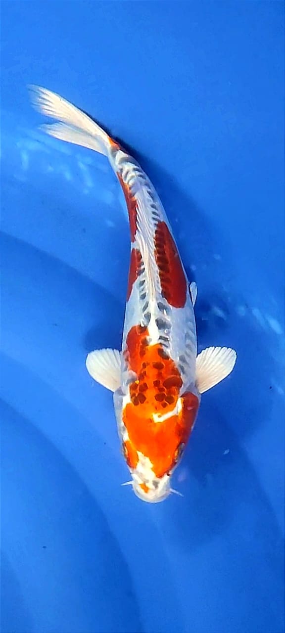 Lelang Koi Online, Jual Beli Ikan Koi, Pusat Jual Beli Koi, Info Lelang Koi Hari Ini, Platform Jual Beli Koi, Jual Beli Ikan Koi Online, Marketplace Ikan Koi, Jual Koi Terbaik, Tempat Beli Koi Berkualitas, Pasar Ikan Koi Online Terpercaya, Penjual Ikan Koi Terpercaya, Beli Koi Hias Online, Ikan Koi untuk Dijual, Koi Kualitas Terbaik, Toko Online Ikan Koi, Koi Hias Untuk Dijual, Jual Beli Ikan Koi Lokal, Koi Indonesia Online, Pusat Jual Beli Koi Terbesar