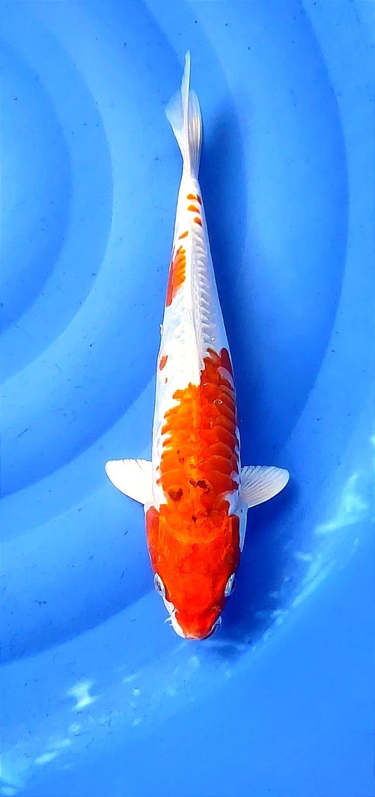 Lelang Koi Online, Jual Beli Ikan Koi, Pusat Jual Beli Koi, Info Lelang Koi Hari Ini, Platform Jual Beli Koi, Jual Beli Ikan Koi Online, Marketplace Ikan Koi, Jual Koi Terbaik, Tempat Beli Koi Berkualitas, Pasar Ikan Koi Online Terpercaya, Penjual Ikan Koi Terpercaya, Beli Koi Hias Online, Ikan Koi untuk Dijual, Koi Kualitas Terbaik, Toko Online Ikan Koi, Koi Hias Untuk Dijual, Jual Beli Ikan Koi Lokal, Koi Indonesia Online, Pusat Jual Beli Koi Terbesar