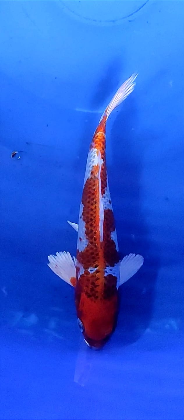 Lelang Koi Online, Jual Beli Ikan Koi, Pusat Jual Beli Koi, Info Lelang Koi Hari Ini, Platform Jual Beli Koi, Jual Beli Ikan Koi Online, Marketplace Ikan Koi, Jual Koi Terbaik, Tempat Beli Koi Berkualitas, Pasar Ikan Koi Online Terpercaya, Penjual Ikan Koi Terpercaya, Beli Koi Hias Online, Ikan Koi untuk Dijual, Koi Kualitas Terbaik, Toko Online Ikan Koi, Koi Hias Untuk Dijual, Jual Beli Ikan Koi Lokal, Koi Indonesia Online, Pusat Jual Beli Koi Terbesar
