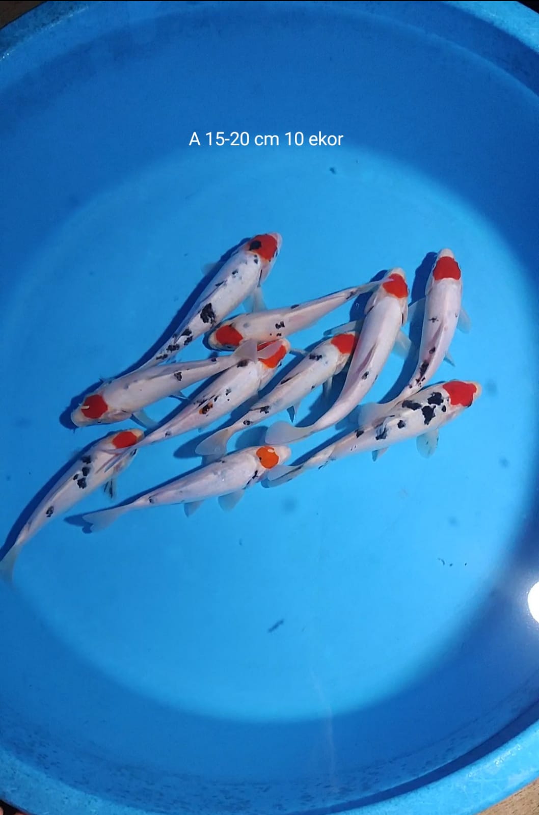 Lelang Koi Online, Jual Beli Ikan Koi, Pusat Jual Beli Koi, Info Lelang Koi Hari Ini, Platform Jual Beli Koi, Jual Beli Ikan Koi Online, Marketplace Ikan Koi, Jual Koi Terbaik, Tempat Beli Koi Berkualitas, Pasar Ikan Koi Online Terpercaya, Penjual Ikan Koi Terpercaya, Beli Koi Hias Online, Ikan Koi untuk Dijual, Koi Kualitas Terbaik, Toko Online Ikan Koi, Koi Hias Untuk Dijual, Jual Beli Ikan Koi Lokal, Koi Indonesia Online, Pusat Jual Beli Koi Terbesar