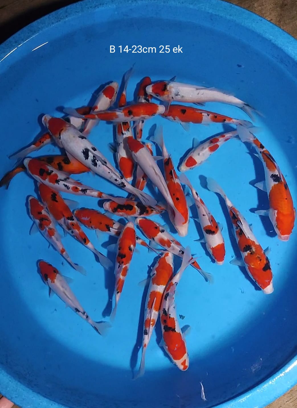 Lelang Koi Online, Jual Beli Ikan Koi, Pusat Jual Beli Koi, Info Lelang Koi Hari Ini, Platform Jual Beli Koi, Jual Beli Ikan Koi Online, Marketplace Ikan Koi, Jual Koi Terbaik, Tempat Beli Koi Berkualitas, Pasar Ikan Koi Online Terpercaya, Penjual Ikan Koi Terpercaya, Beli Koi Hias Online, Ikan Koi untuk Dijual, Koi Kualitas Terbaik, Toko Online Ikan Koi, Koi Hias Untuk Dijual, Jual Beli Ikan Koi Lokal, Koi Indonesia Online, Pusat Jual Beli Koi Terbesar
