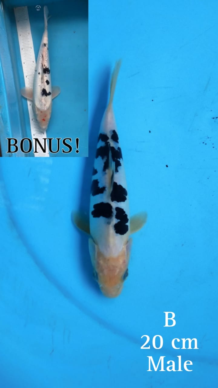 Lelang Koi Online, Jual Beli Ikan Koi, Pusat Jual Beli Koi, Info Lelang Koi Hari Ini, Platform Jual Beli Koi, Jual Beli Ikan Koi Online, Marketplace Ikan Koi, Jual Koi Terbaik, Tempat Beli Koi Berkualitas, Pasar Ikan Koi Online Terpercaya, Penjual Ikan Koi Terpercaya, Beli Koi Hias Online, Ikan Koi untuk Dijual, Koi Kualitas Terbaik, Toko Online Ikan Koi, Koi Hias Untuk Dijual, Jual Beli Ikan Koi Lokal, Koi Indonesia Online, Pusat Jual Beli Koi Terbesar