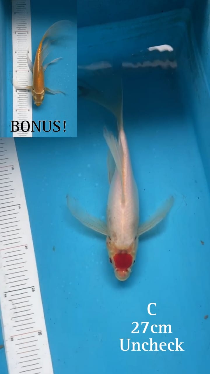 Lelang Koi Online, Jual Beli Ikan Koi, Pusat Jual Beli Koi, Info Lelang Koi Hari Ini, Platform Jual Beli Koi, Jual Beli Ikan Koi Online, Marketplace Ikan Koi, Jual Koi Terbaik, Tempat Beli Koi Berkualitas, Pasar Ikan Koi Online Terpercaya, Penjual Ikan Koi Terpercaya, Beli Koi Hias Online, Ikan Koi untuk Dijual, Koi Kualitas Terbaik, Toko Online Ikan Koi, Koi Hias Untuk Dijual, Jual Beli Ikan Koi Lokal, Koi Indonesia Online, Pusat Jual Beli Koi Terbesar