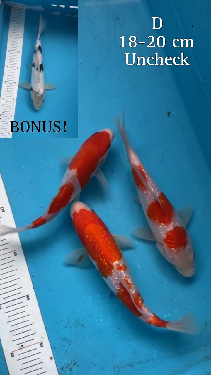 Lelang Koi Online, Jual Beli Ikan Koi, Pusat Jual Beli Koi, Info Lelang Koi Hari Ini, Platform Jual Beli Koi, Jual Beli Ikan Koi Online, Marketplace Ikan Koi, Jual Koi Terbaik, Tempat Beli Koi Berkualitas, Pasar Ikan Koi Online Terpercaya, Penjual Ikan Koi Terpercaya, Beli Koi Hias Online, Ikan Koi untuk Dijual, Koi Kualitas Terbaik, Toko Online Ikan Koi, Koi Hias Untuk Dijual, Jual Beli Ikan Koi Lokal, Koi Indonesia Online, Pusat Jual Beli Koi Terbesar
