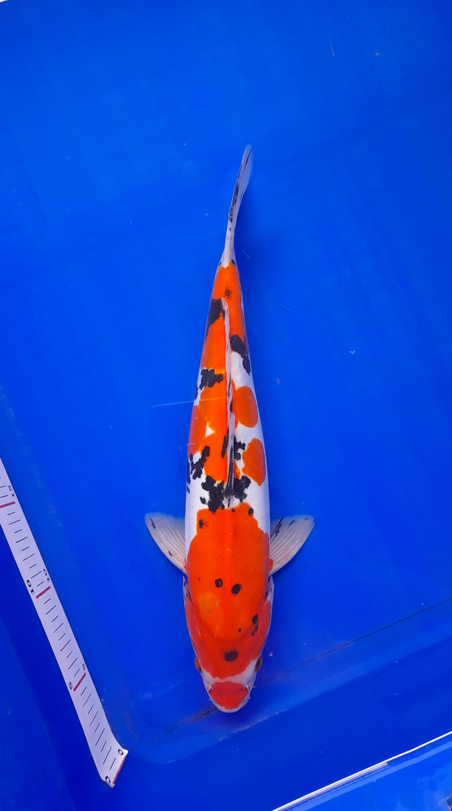 DOITSU SANKE HQ 30cm