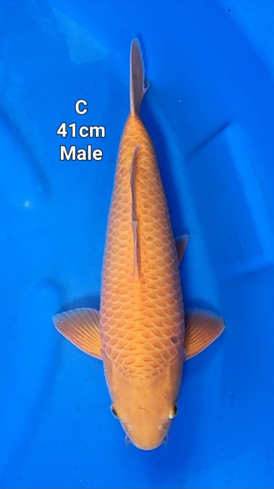 KARAMEL 41cm