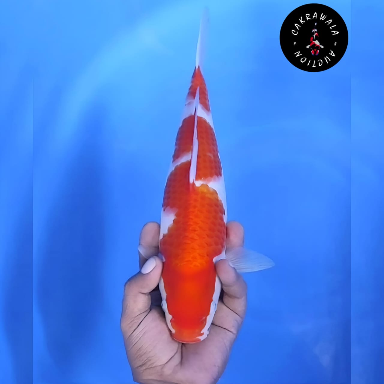Lelang Koi Online, Jual Beli Ikan Koi, Pusat Jual Beli Koi, Info Lelang Koi Hari Ini, Platform Jual Beli Koi, Jual Beli Ikan Koi Online, Marketplace Ikan Koi, Jual Koi Terbaik, Tempat Beli Koi Berkualitas, Pasar Ikan Koi Online Terpercaya, Penjual Ikan Koi Terpercaya, Beli Koi Hias Online, Ikan Koi untuk Dijual, Koi Kualitas Terbaik, Toko Online Ikan Koi, Koi Hias Untuk Dijual, Jual Beli Ikan Koi Lokal, Koi Indonesia Online, Pusat Jual Beli Koi Terbesar