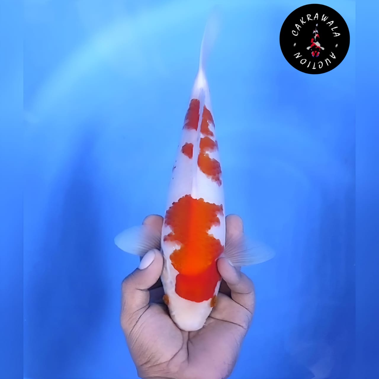 Lelang Koi Online, Jual Beli Ikan Koi, Pusat Jual Beli Koi, Info Lelang Koi Hari Ini, Platform Jual Beli Koi, Jual Beli Ikan Koi Online, Marketplace Ikan Koi, Jual Koi Terbaik, Tempat Beli Koi Berkualitas, Pasar Ikan Koi Online Terpercaya, Penjual Ikan Koi Terpercaya, Beli Koi Hias Online, Ikan Koi untuk Dijual, Koi Kualitas Terbaik, Toko Online Ikan Koi, Koi Hias Untuk Dijual, Jual Beli Ikan Koi Lokal, Koi Indonesia Online, Pusat Jual Beli Koi Terbesar