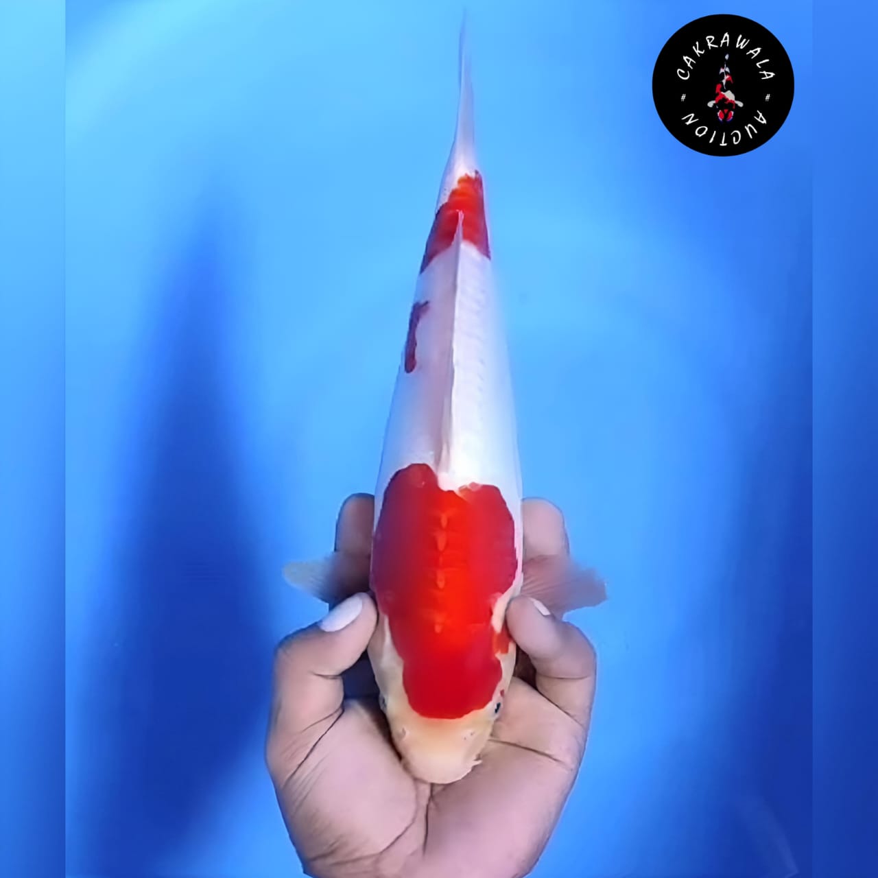 Lelang Koi Online, Jual Beli Ikan Koi, Pusat Jual Beli Koi, Info Lelang Koi Hari Ini, Platform Jual Beli Koi, Jual Beli Ikan Koi Online, Marketplace Ikan Koi, Jual Koi Terbaik, Tempat Beli Koi Berkualitas, Pasar Ikan Koi Online Terpercaya, Penjual Ikan Koi Terpercaya, Beli Koi Hias Online, Ikan Koi untuk Dijual, Koi Kualitas Terbaik, Toko Online Ikan Koi, Koi Hias Untuk Dijual, Jual Beli Ikan Koi Lokal, Koi Indonesia Online, Pusat Jual Beli Koi Terbesar