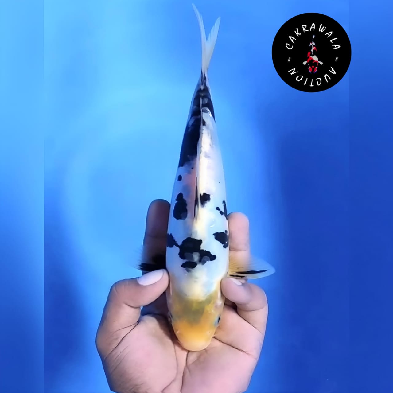 Lelang Koi Online, Jual Beli Ikan Koi, Pusat Jual Beli Koi, Info Lelang Koi Hari Ini, Platform Jual Beli Koi, Jual Beli Ikan Koi Online, Marketplace Ikan Koi, Jual Koi Terbaik, Tempat Beli Koi Berkualitas, Pasar Ikan Koi Online Terpercaya, Penjual Ikan Koi Terpercaya, Beli Koi Hias Online, Ikan Koi untuk Dijual, Koi Kualitas Terbaik, Toko Online Ikan Koi, Koi Hias Untuk Dijual, Jual Beli Ikan Koi Lokal, Koi Indonesia Online, Pusat Jual Beli Koi Terbesar