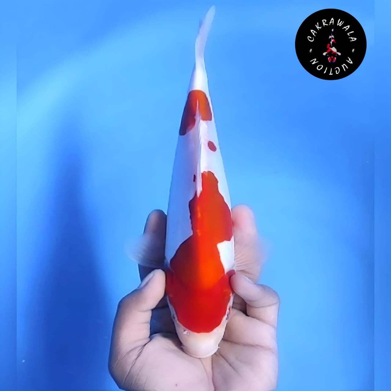Lelang Koi Online, Jual Beli Ikan Koi, Pusat Jual Beli Koi, Info Lelang Koi Hari Ini, Platform Jual Beli Koi, Jual Beli Ikan Koi Online, Marketplace Ikan Koi, Jual Koi Terbaik, Tempat Beli Koi Berkualitas, Pasar Ikan Koi Online Terpercaya, Penjual Ikan Koi Terpercaya, Beli Koi Hias Online, Ikan Koi untuk Dijual, Koi Kualitas Terbaik, Toko Online Ikan Koi, Koi Hias Untuk Dijual, Jual Beli Ikan Koi Lokal, Koi Indonesia Online, Pusat Jual Beli Koi Terbesar