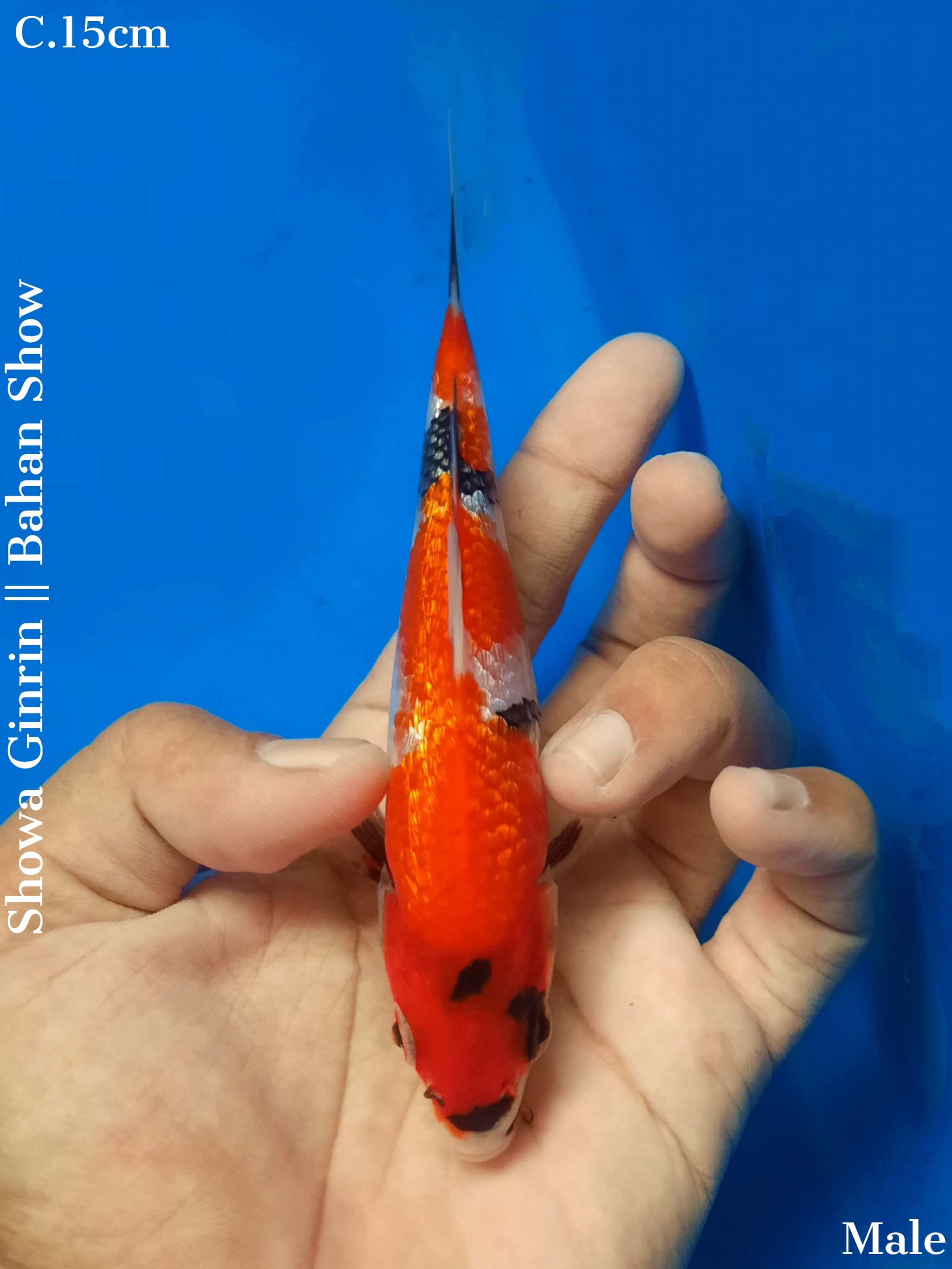 Lelang Koi Online, Jual Beli Ikan Koi, Pusat Jual Beli Koi, Info Lelang Koi Hari Ini, Platform Jual Beli Koi, Jual Beli Ikan Koi Online, Marketplace Ikan Koi, Jual Koi Terbaik, Tempat Beli Koi Berkualitas, Pasar Ikan Koi Online Terpercaya, Penjual Ikan Koi Terpercaya, Beli Koi Hias Online, Ikan Koi untuk Dijual, Koi Kualitas Terbaik, Toko Online Ikan Koi, Koi Hias Untuk Dijual, Jual Beli Ikan Koi Lokal, Koi Indonesia Online, Pusat Jual Beli Koi Terbesar