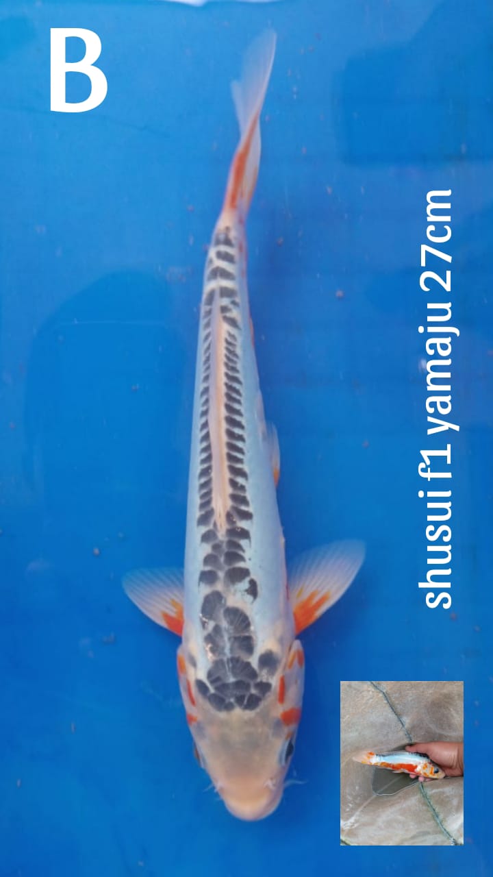 Lelang Koi Online, Jual Beli Ikan Koi, Pusat Jual Beli Koi, Info Lelang Koi Hari Ini, Platform Jual Beli Koi, Jual Beli Ikan Koi Online, Marketplace Ikan Koi, Jual Koi Terbaik, Tempat Beli Koi Berkualitas, Pasar Ikan Koi Online Terpercaya, Penjual Ikan Koi Terpercaya, Beli Koi Hias Online, Ikan Koi untuk Dijual, Koi Kualitas Terbaik, Toko Online Ikan Koi, Koi Hias Untuk Dijual, Jual Beli Ikan Koi Lokal, Koi Indonesia Online, Pusat Jual Beli Koi Terbesar